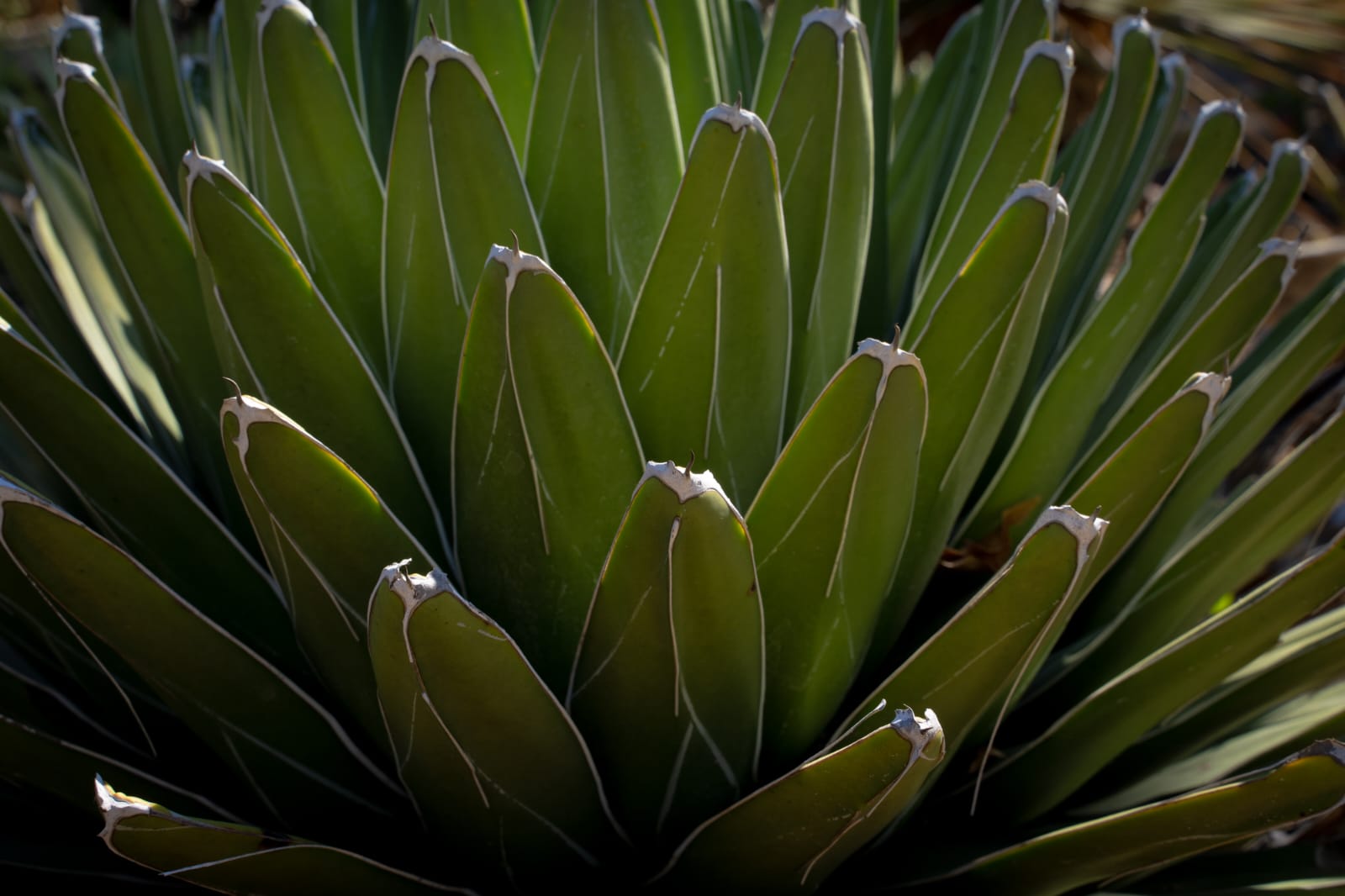 Conoces Las Plantas Que M Xico Le Regal Al Mundo Rene Vega Mx