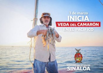 A partir del 3 de marzo inicia veda del camarón en el Pacífico: Sinaloa reporta casi 8 mil toneladas