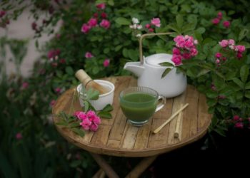 Conoce en Jardín Botánico Culiacán la planta que da origen al matcha, la popular bebida tradicional japonesa