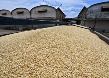 Reconoce Ismael Bello Esquivel respaldo de la Federación y Gobierno de Sinaloa para dar certidumbre a productores de maíz