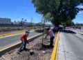 “Avanza programa de arborización y señalización vial para mejorar la imagen urbana y la seguridad de la población”: COMUN Ahome.