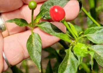 Impulsa la Facultad de Agronomía de la UAS innovación genética en el cultivo de chiltepín