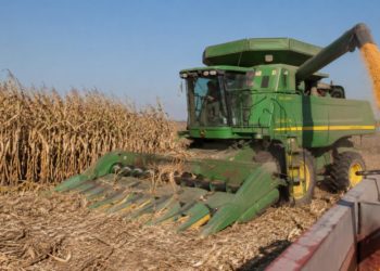 Informa Secretario de Agricultura de Sinaloa Ismael Bello Esquivel apertura de ventanillas para el apoyo a la comercialización de maíz blanco 2025-2026