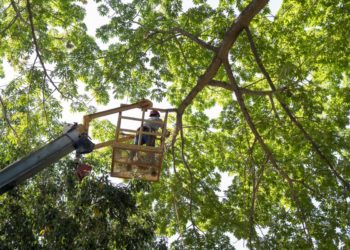 Culiacán necesita árboles sanos y preparados ante la temporada de lluvias