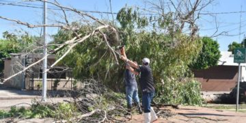 Llama PC a revisar árboles e inmuebles en riesgo ante la temporada de lluvias para evitar accidentes lamentables