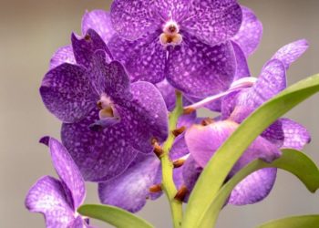 Jardín Botánico Culiacán invita a disfrutar una agenda llena de naturaleza, cultura y experiencias en agosto