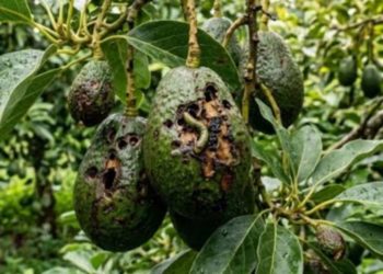 Aseguran 52 toneladas de aguacate foráneo en Michoacán por incumplimiento fitosanitario